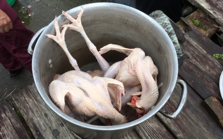 鶏の屠殺で生きるという事の意味を考えてみた カナモ awesome life